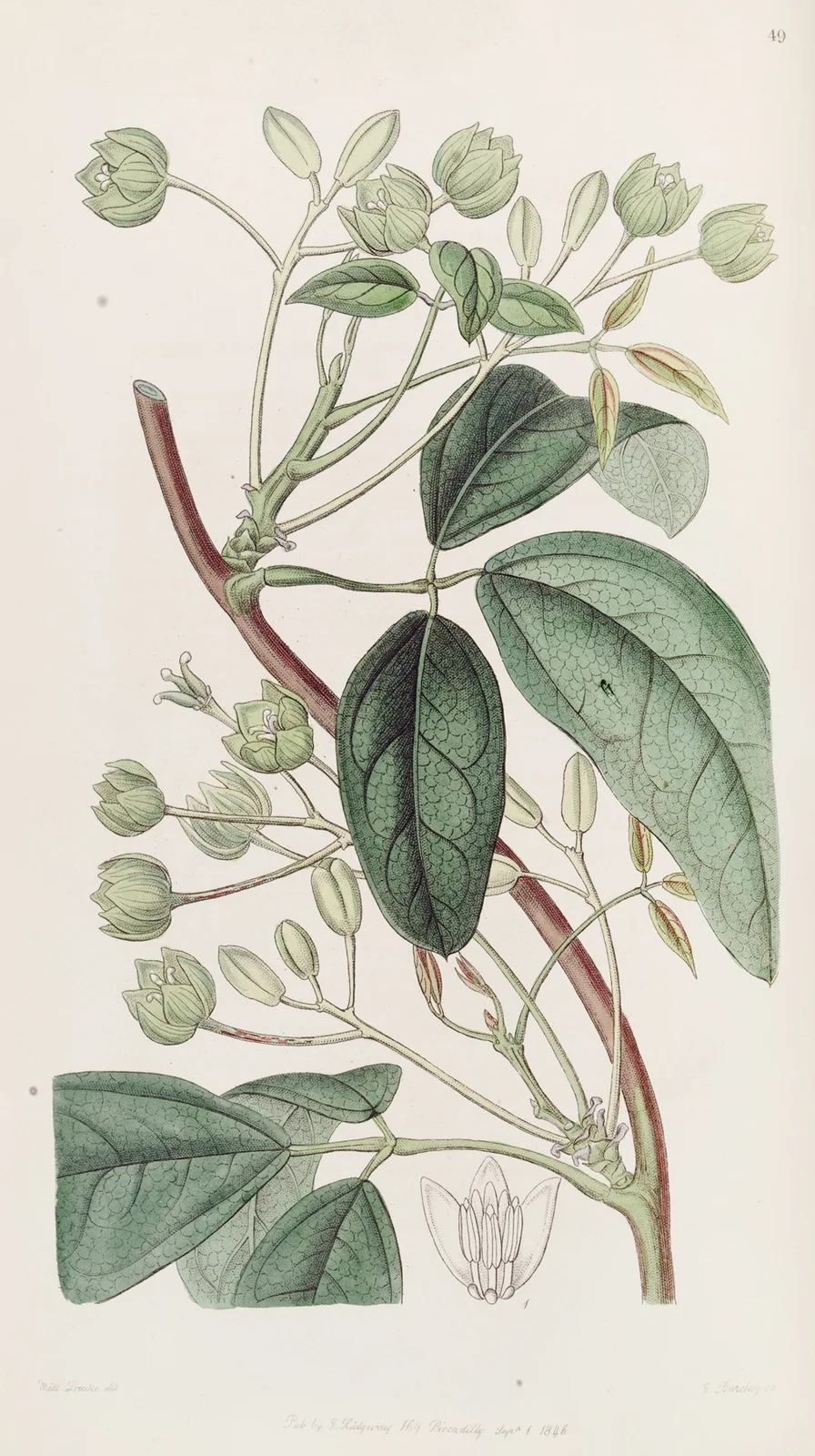 Broad-leaved Holbollia av Sydenham Edwards