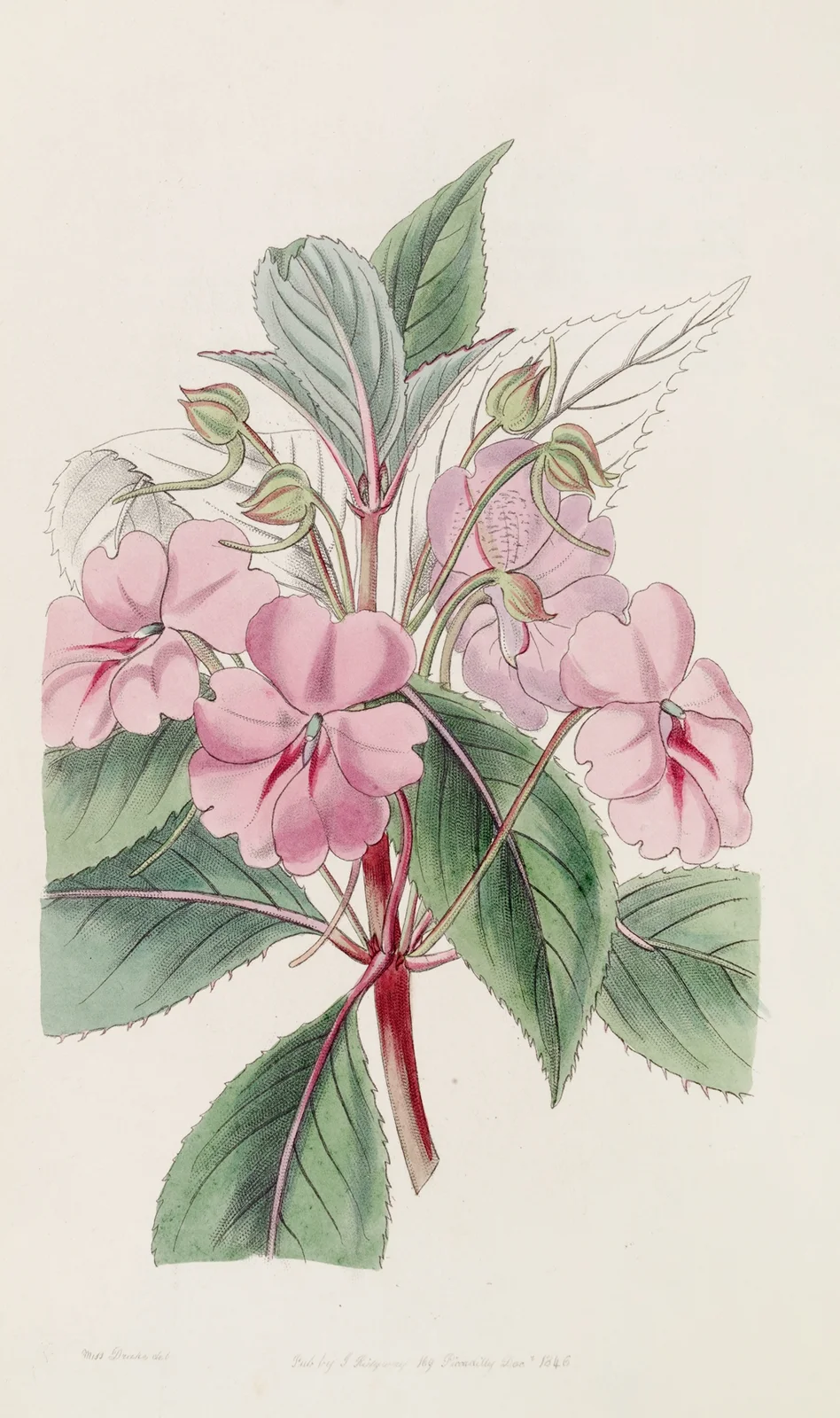 Broad-petaled Balsam av Sydenham Edwards