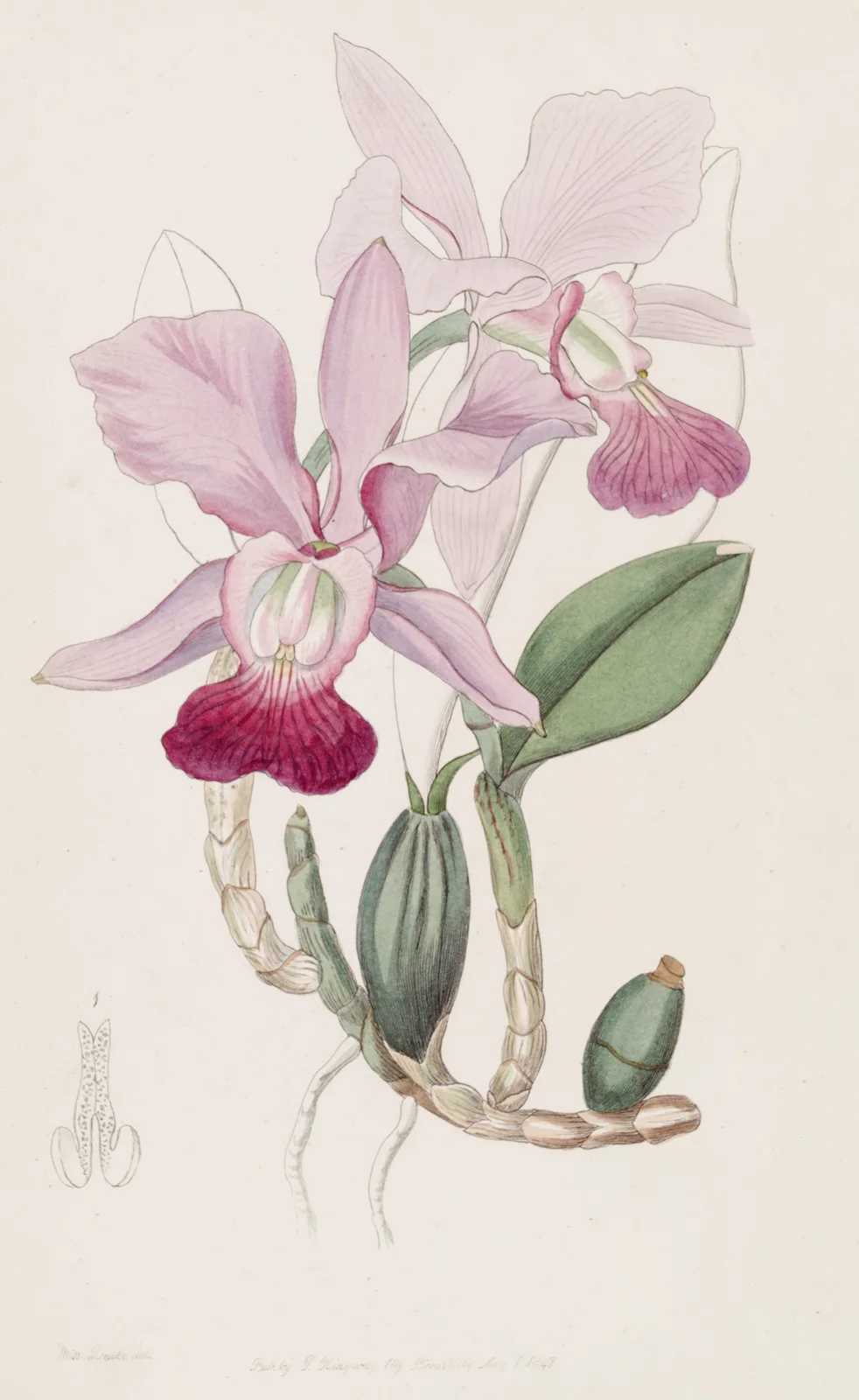 Bulbous Cattleya av Sydenham Edwards