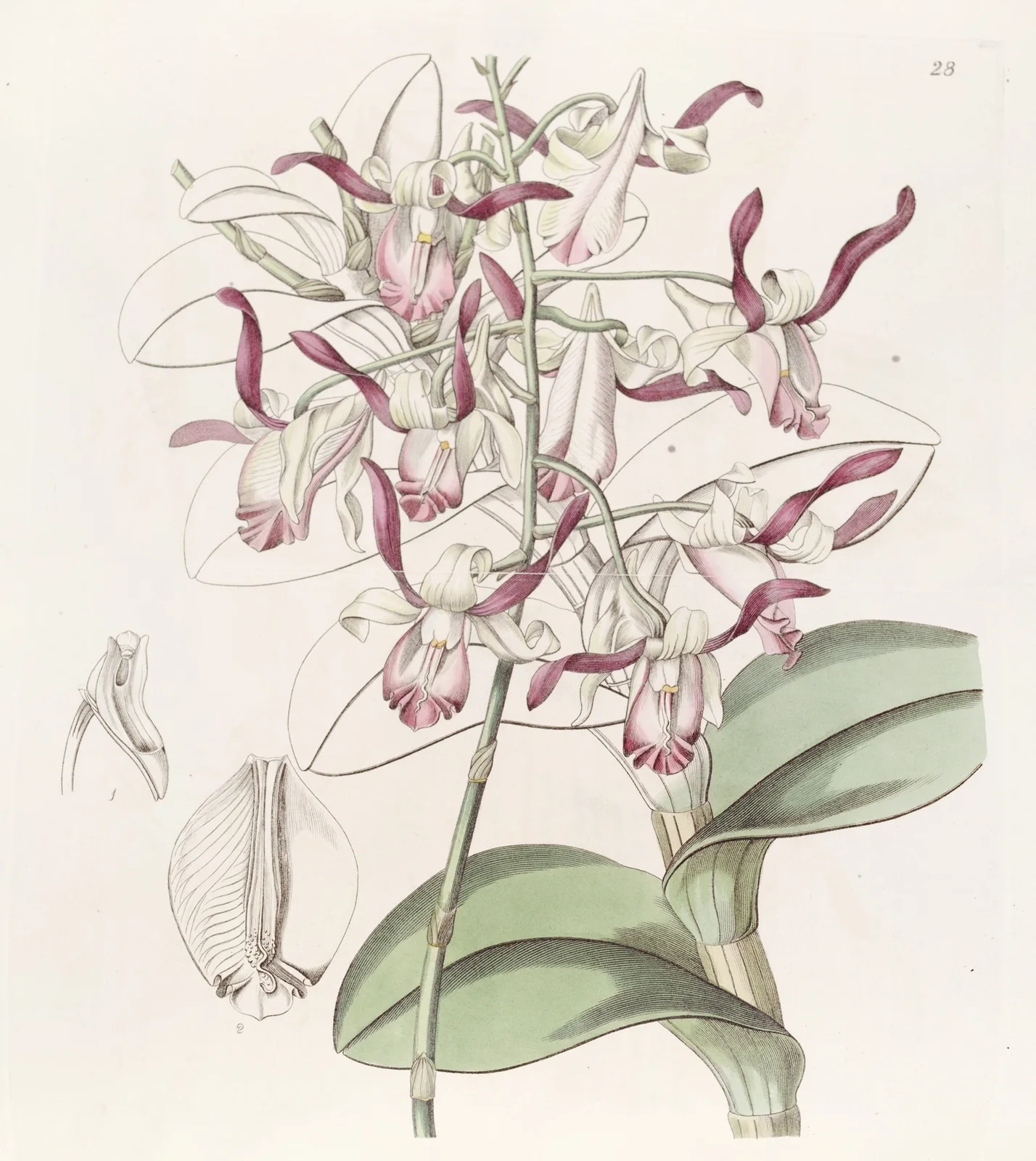 Bull-headed Dendrobium av Sydenham Edwards