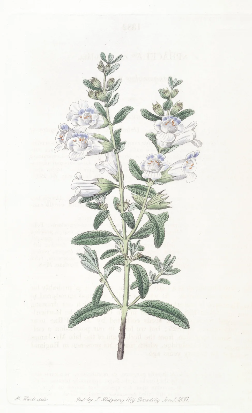 Campanulate Sphacele av Sydenham Edwards