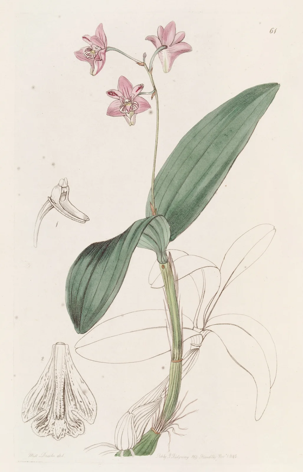 Captain King’s Dendrobium av Sydenham Edwards