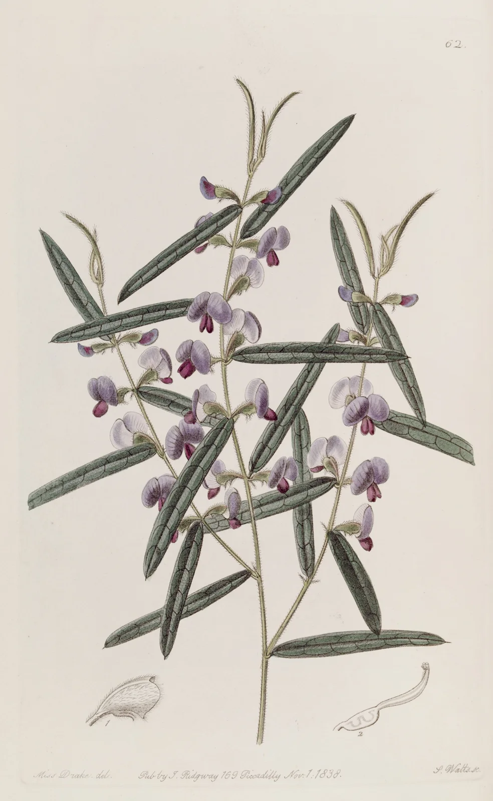 Captain Mangles’s Hovea av Sydenham Edwards