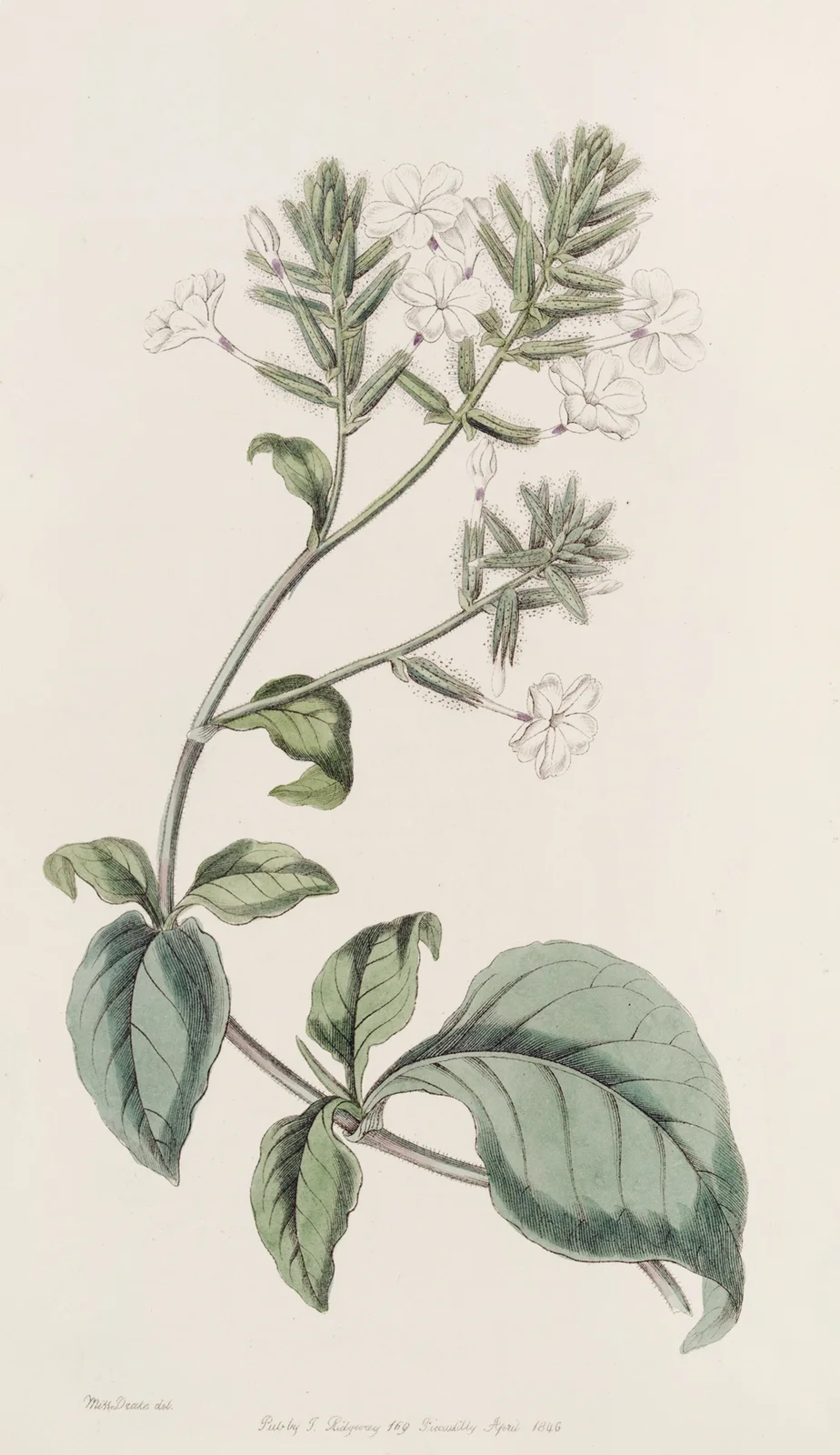 Ceylon Leadwort av Sydenham Edwards