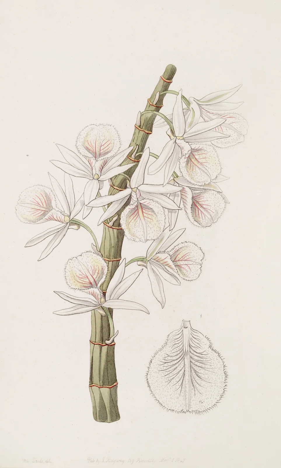 Chalk-white Dendrobe av Sydenham Edwards