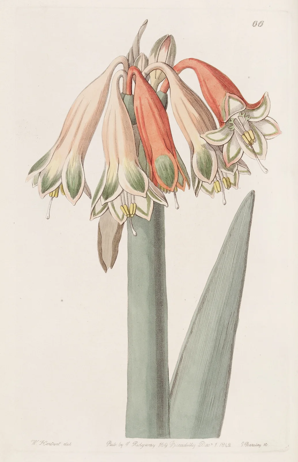 Changeable Coburgia av Sydenham Edwards