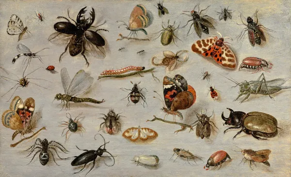 A Study of Butterflies, Moths, Spiders, and Insects av Jan Van Kessel The Elder