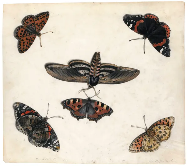 Studies Of Five Butterflies And A Hawk Moth av Jan Van Kessel The Elder