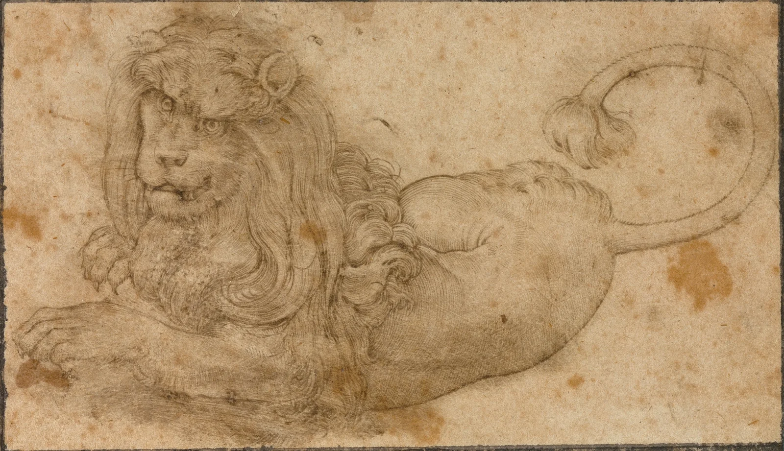 Study of a Lion av Lucas Cranach the Elder