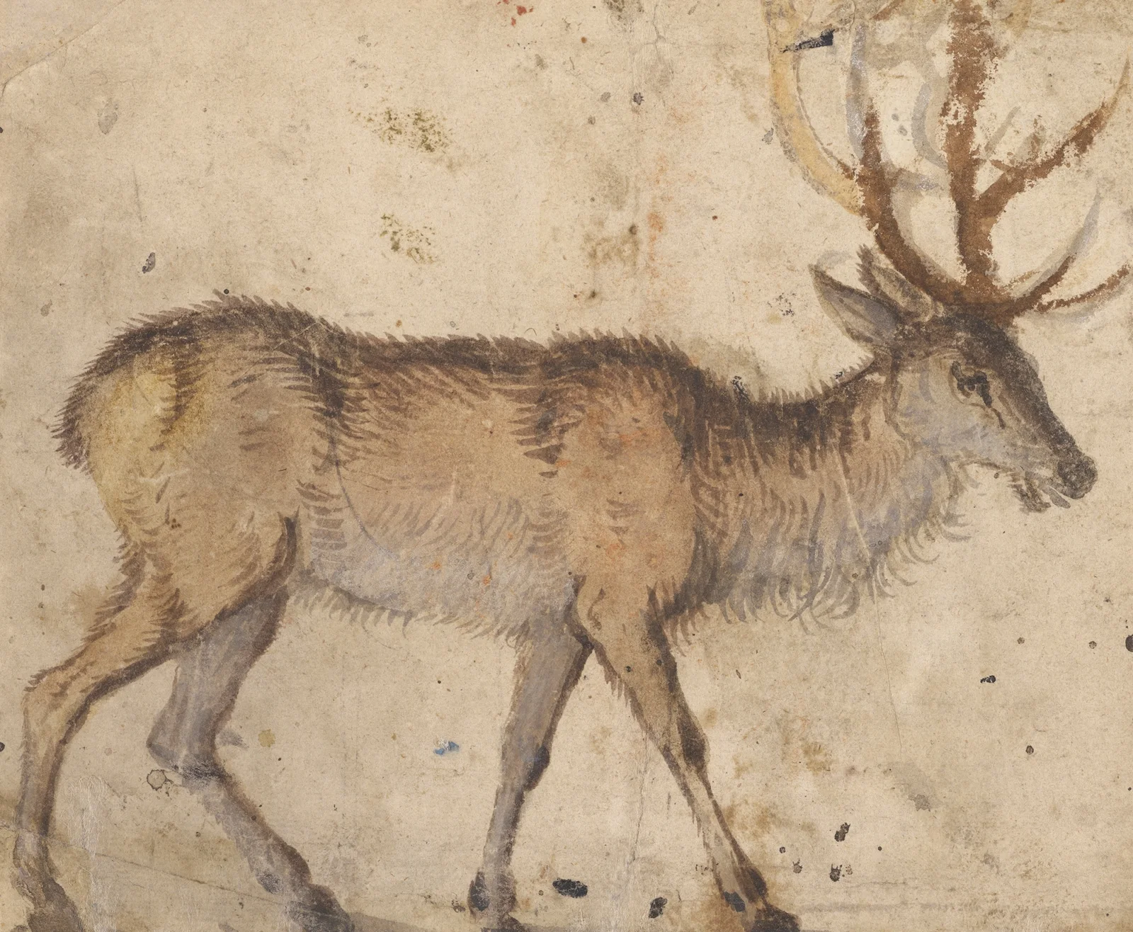 Study of a Stag av Lucas Cranach the Elder