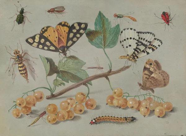 Study of Butterfly and Insects av Jan Van Kessel The Elder