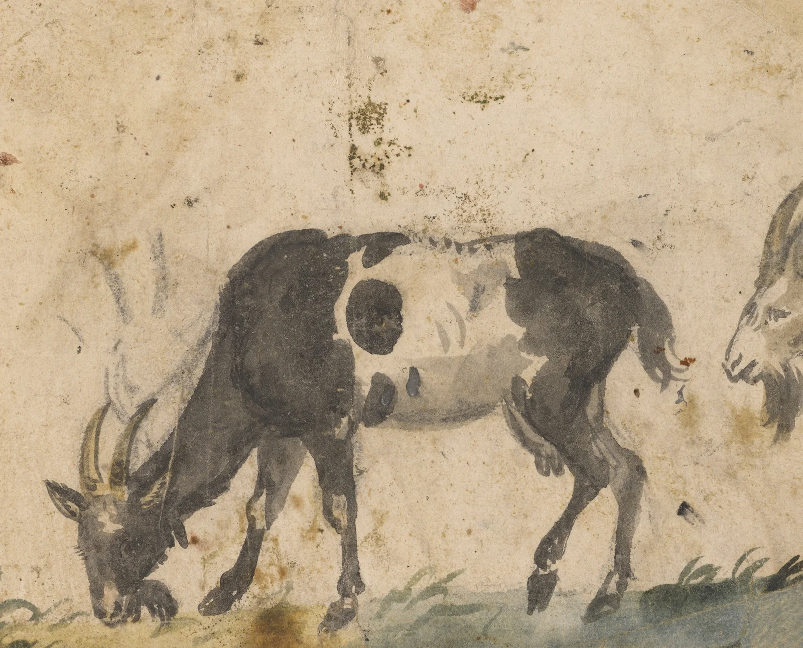 Study of Goats av Lucas Cranach the Elder