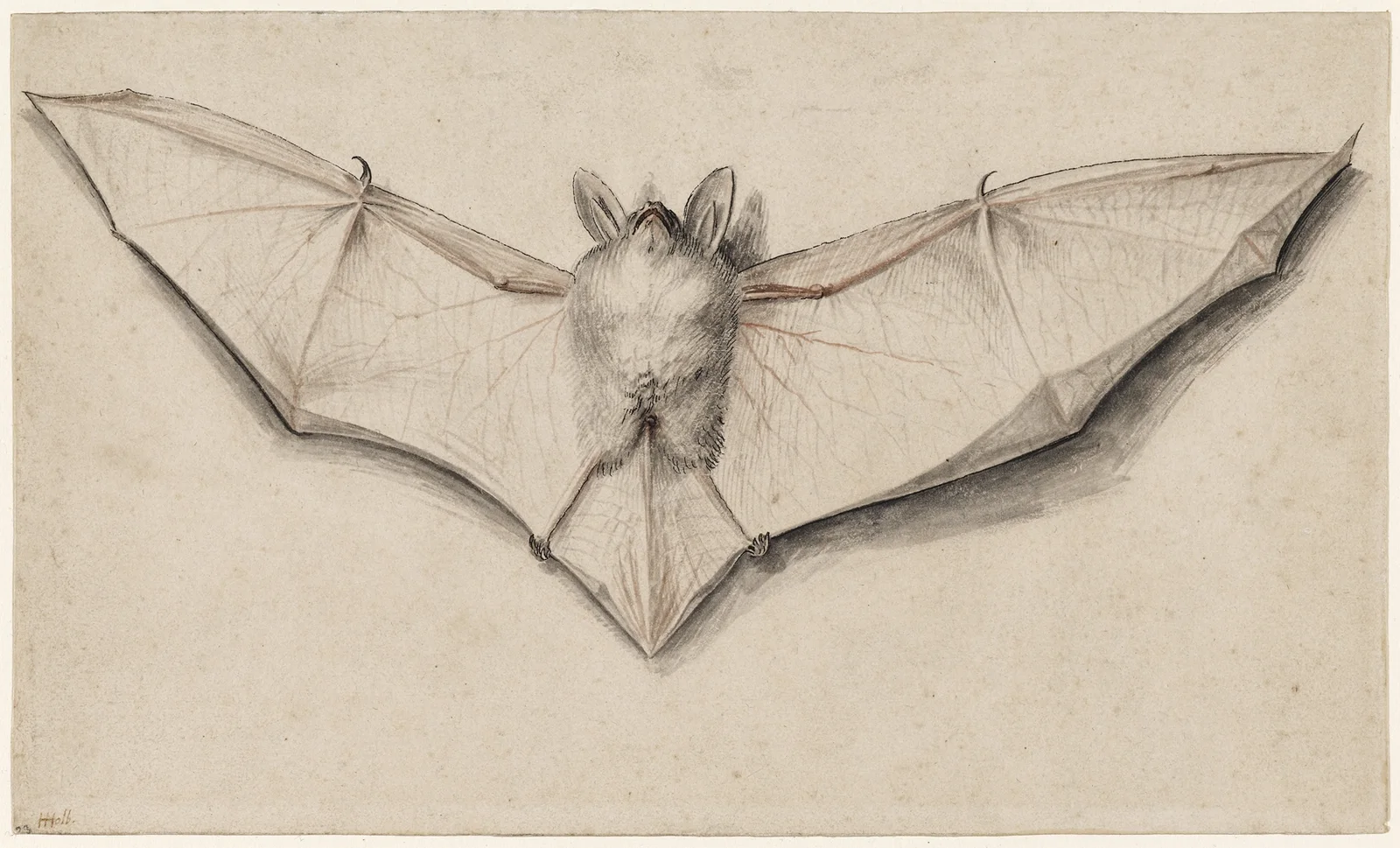 Bat with Outspread Wings av Hans Holbein The Younger