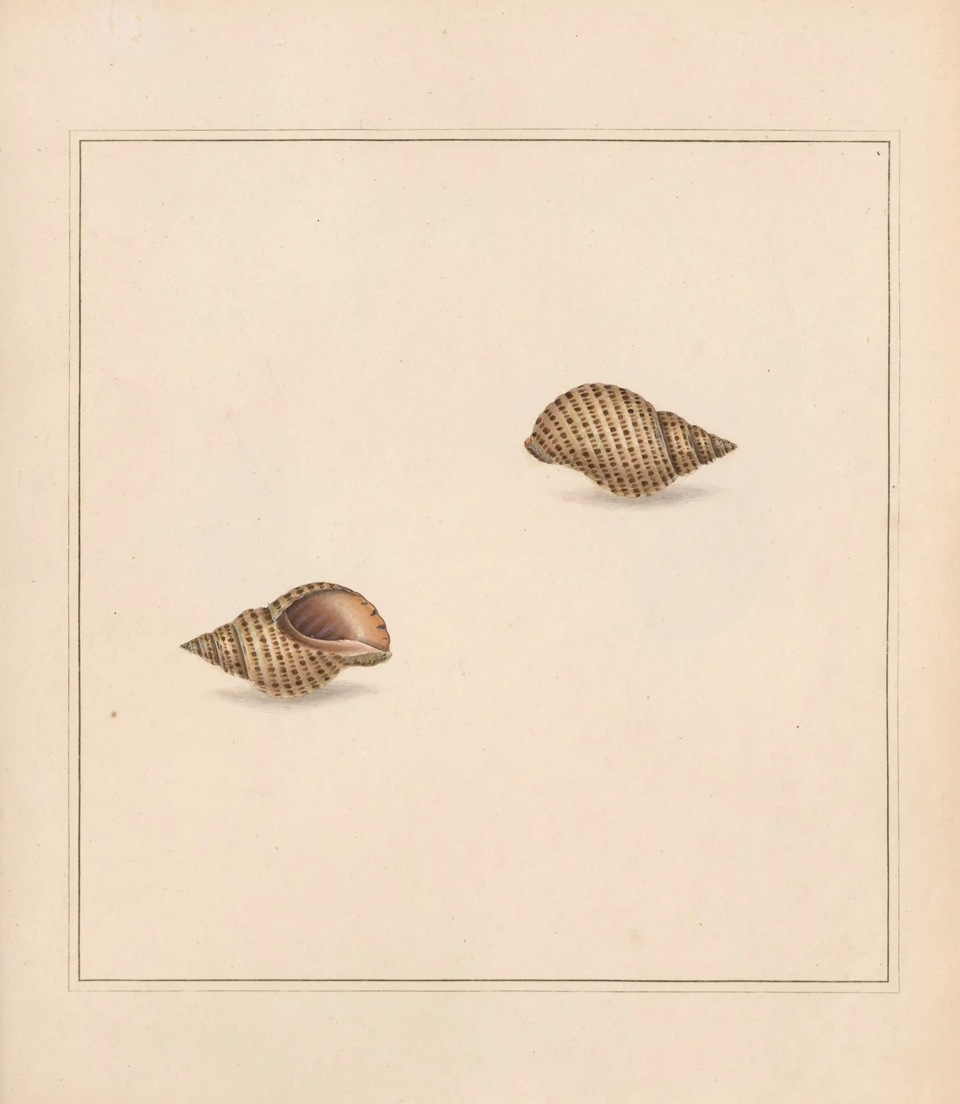The universal conchologist Pl.08 av Thomas Martyn