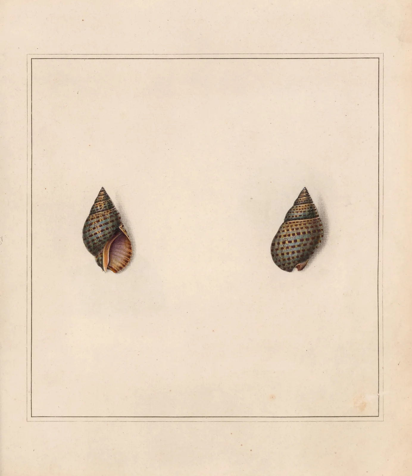 The universal conchologist Pl.09 av Thomas Martyn