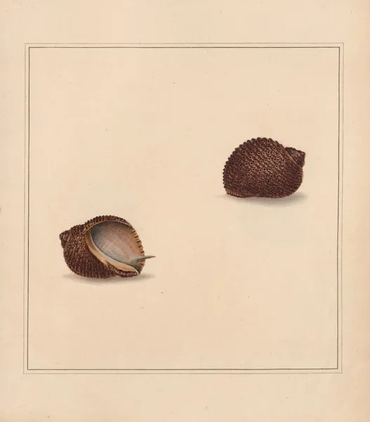 The universal conchologist Pl.11 av Thomas Martyn