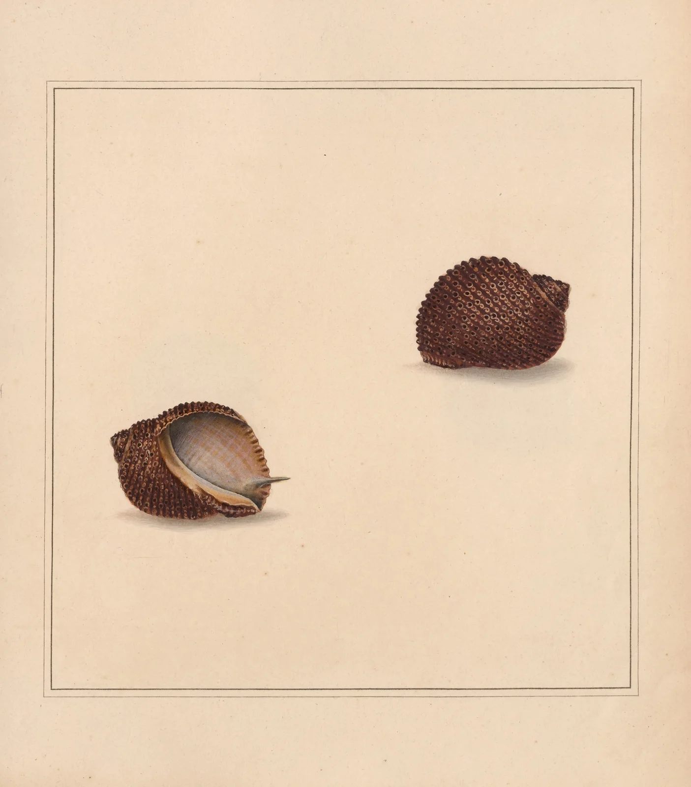 The universal conchologist Pl.11 av Thomas Martyn