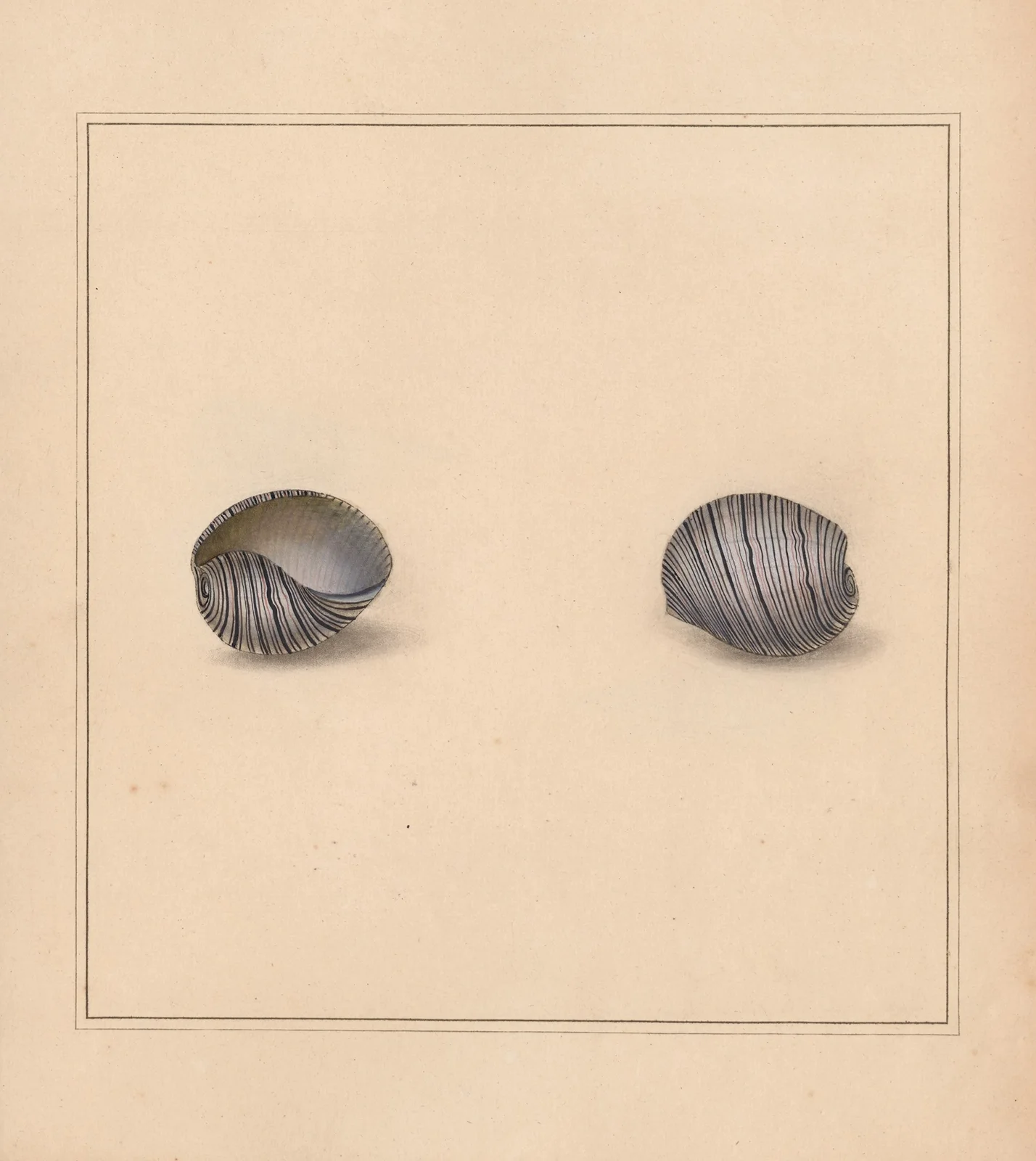 The universal conchologist Pl.12 av Thomas Martyn