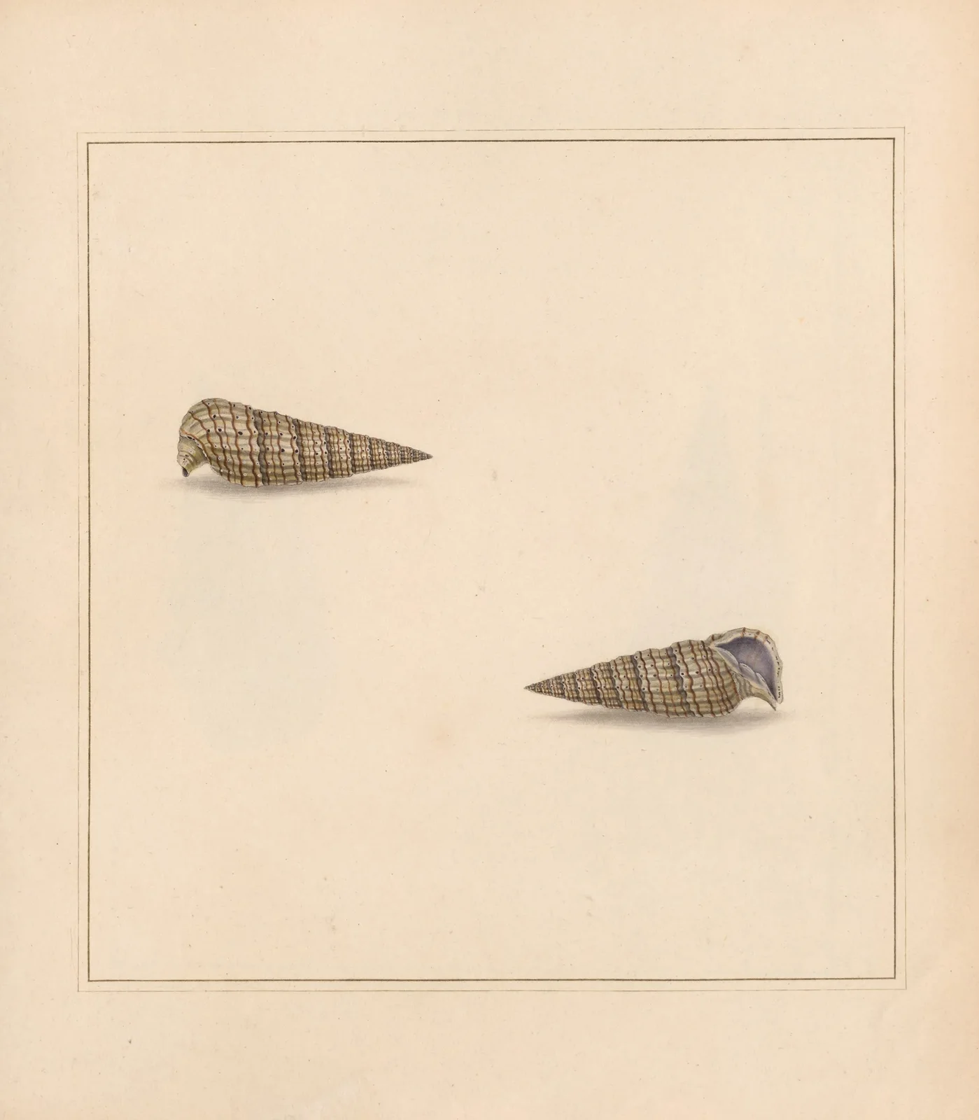 The universal conchologist Pl.13 av Thomas Martyn