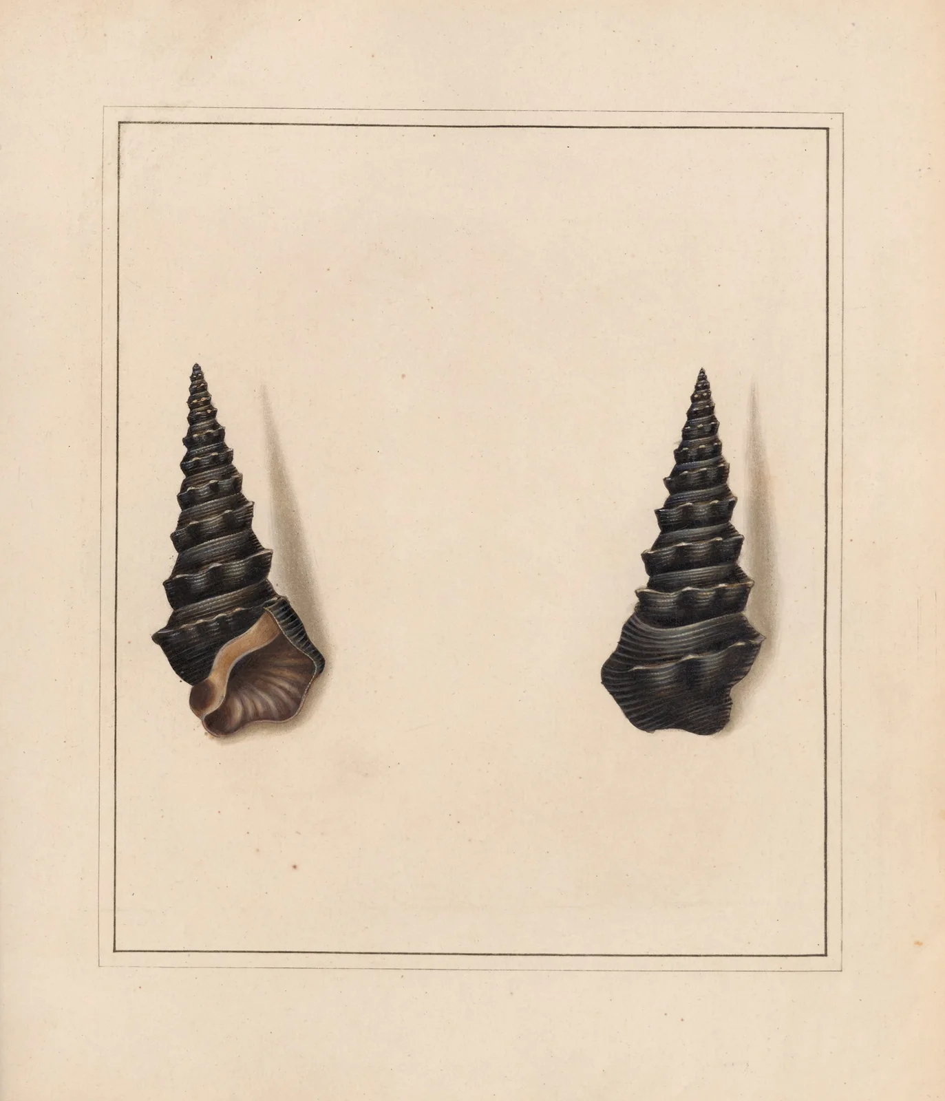 The universal conchologist Pl.14 av Thomas Martyn