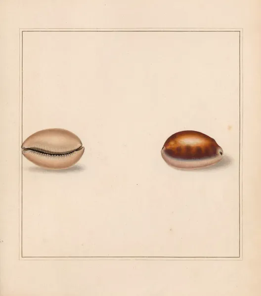 The universal conchologist Pl.15 av Thomas Martyn