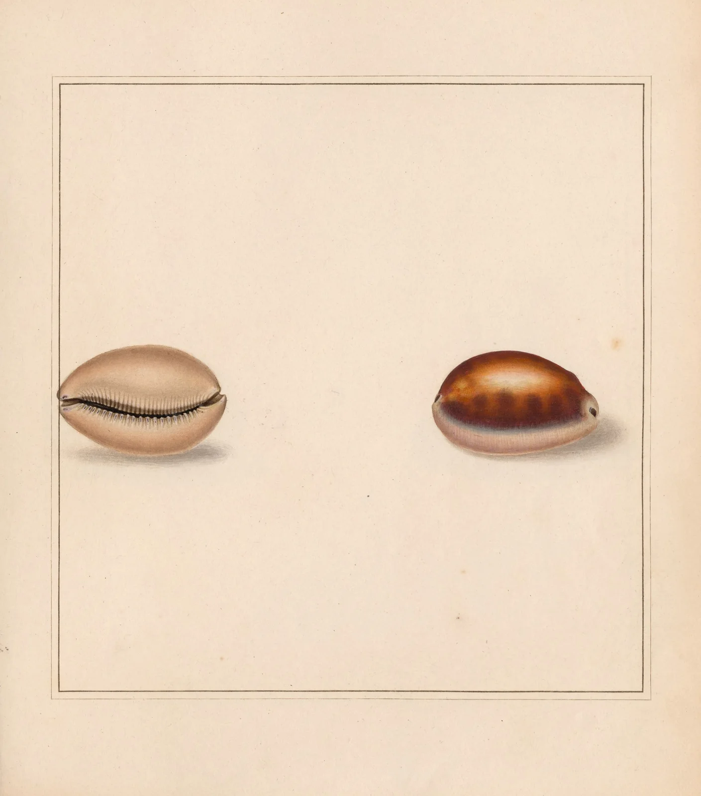 The universal conchologist Pl.15 av Thomas Martyn