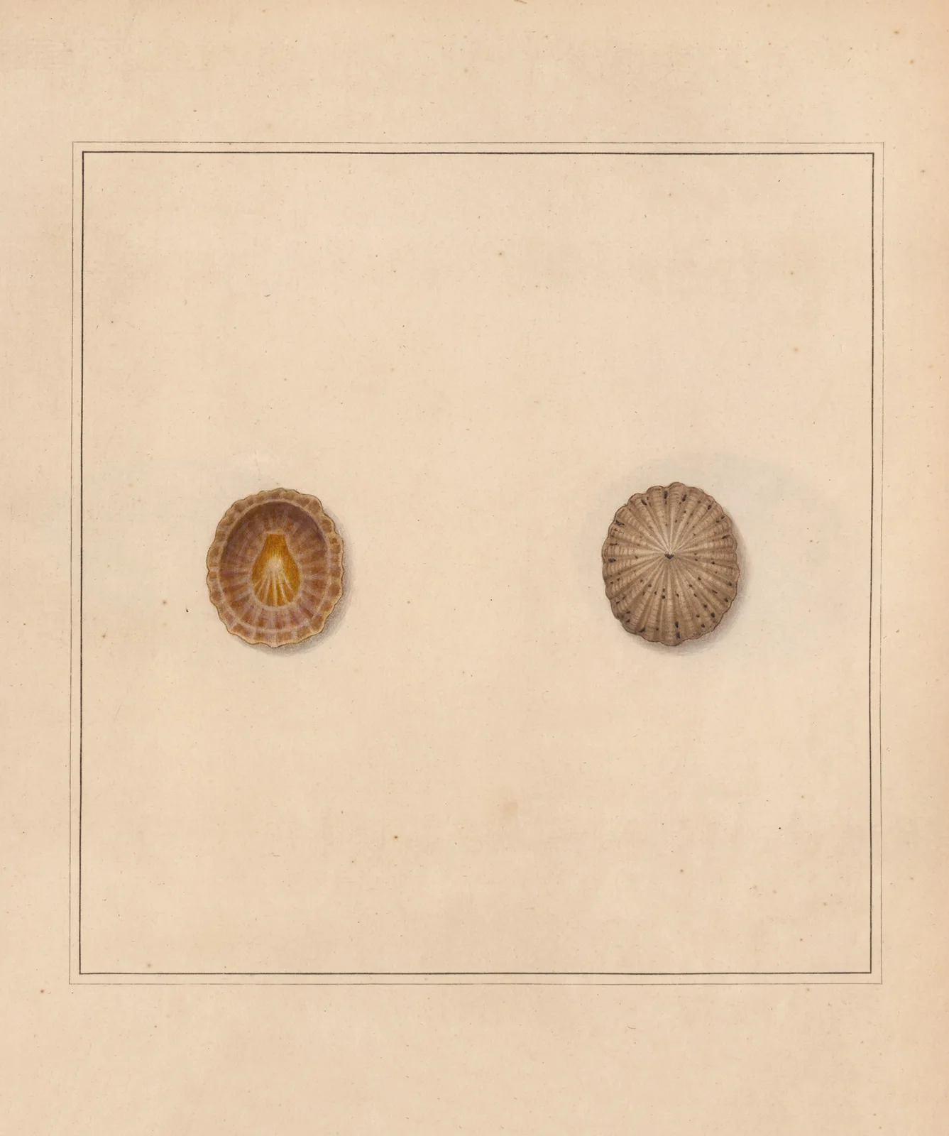 The universal conchologist Pl.17 av Thomas Martyn