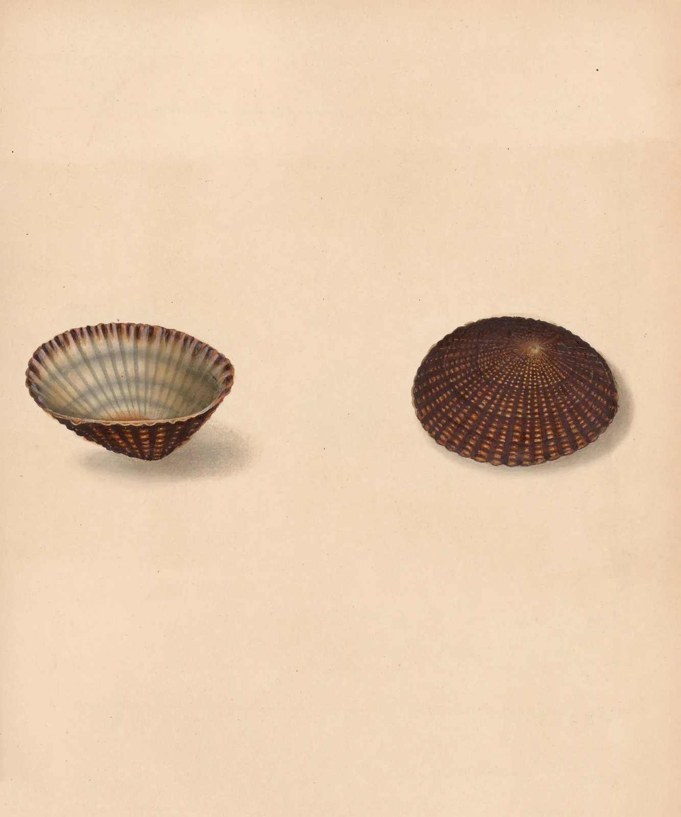 The universal conchologist Pl.18 av Thomas Martyn