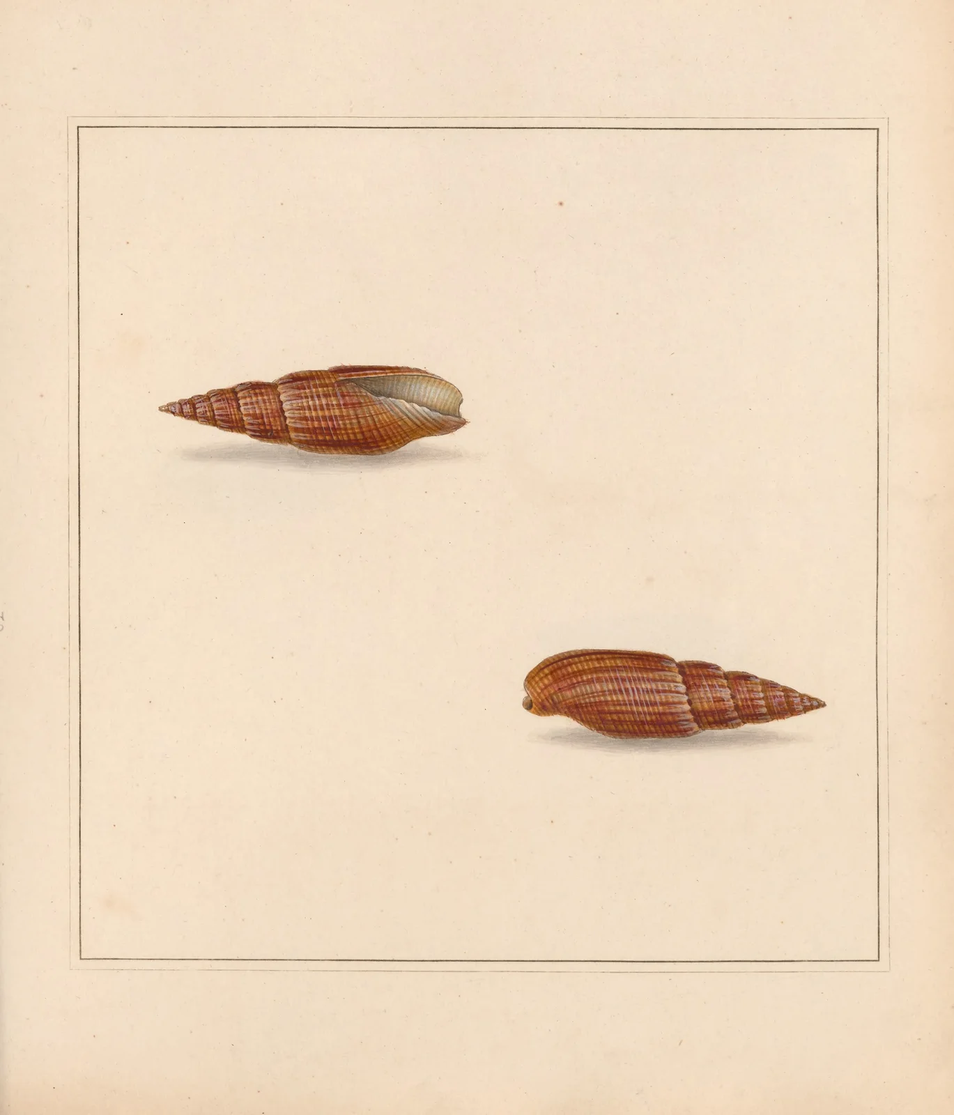The universal conchologist Pl.20 av Thomas Martyn