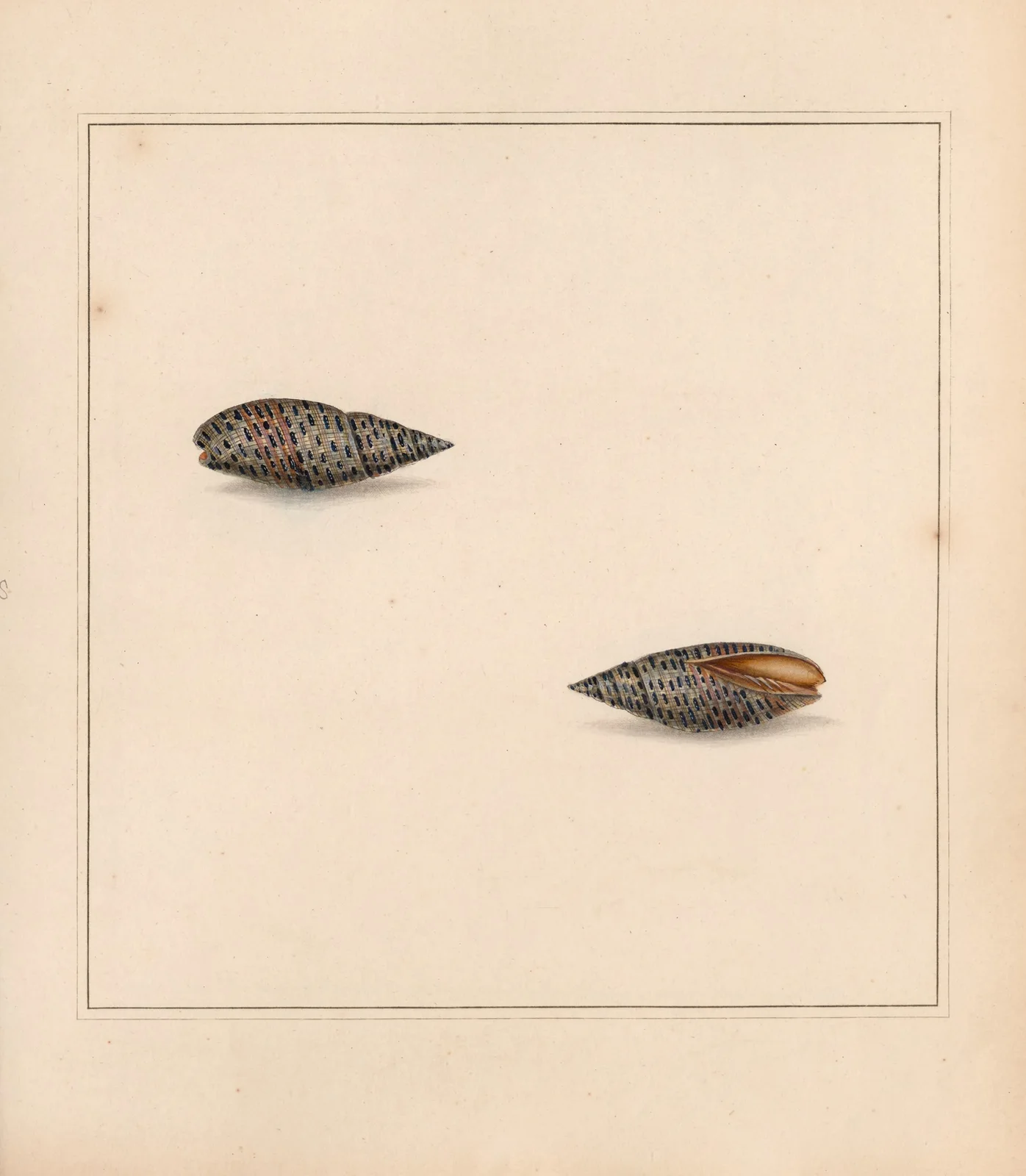 The universal conchologist Pl.22 av Thomas Martyn