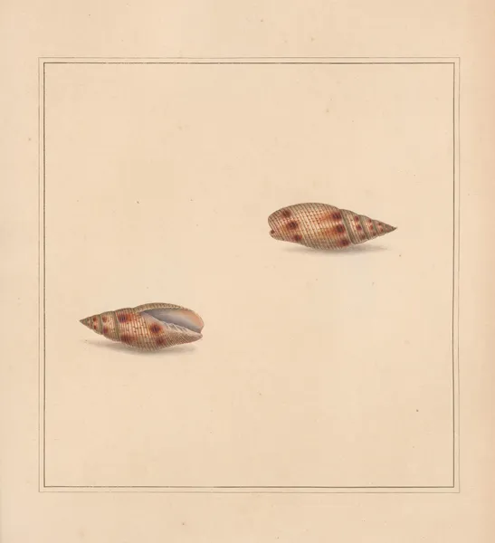 The universal conchologist Pl.24 av Thomas Martyn