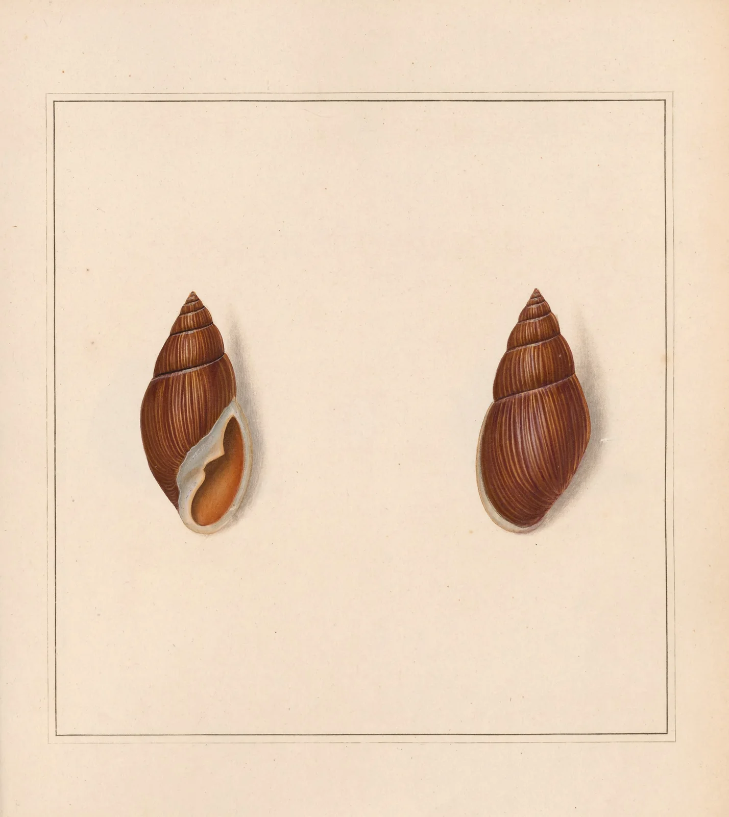 The universal conchologist Pl.26 av Thomas Martyn