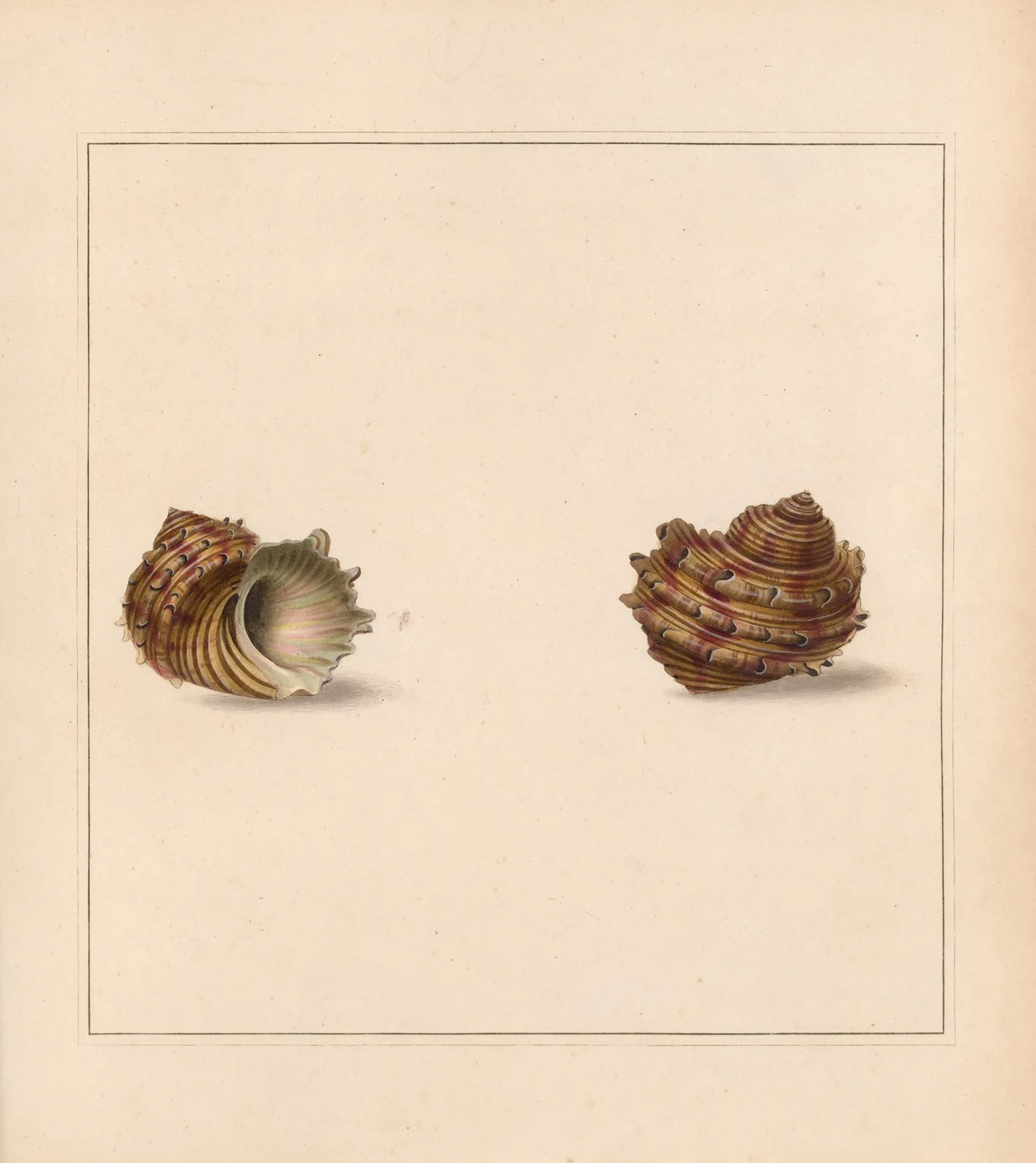 The universal conchologist Pl.27 av Thomas Martyn