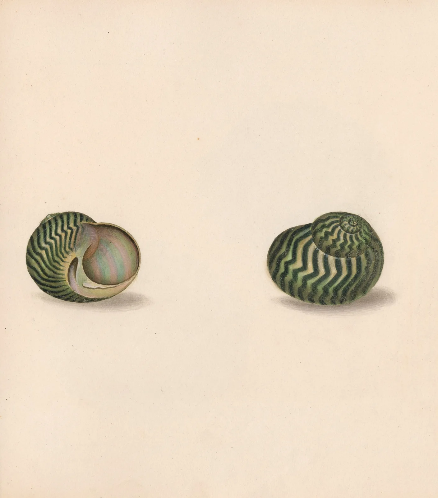 The universal conchologist Pl.30 av Thomas Martyn