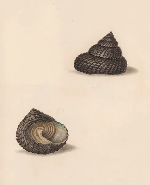 The universal conchologist Pl.36 av Thomas Martyn