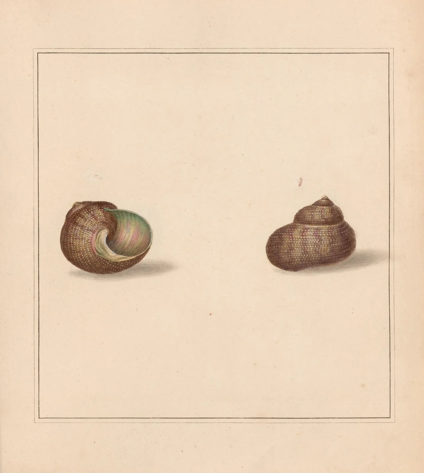 The universal conchologist Pl.38 av Thomas Martyn