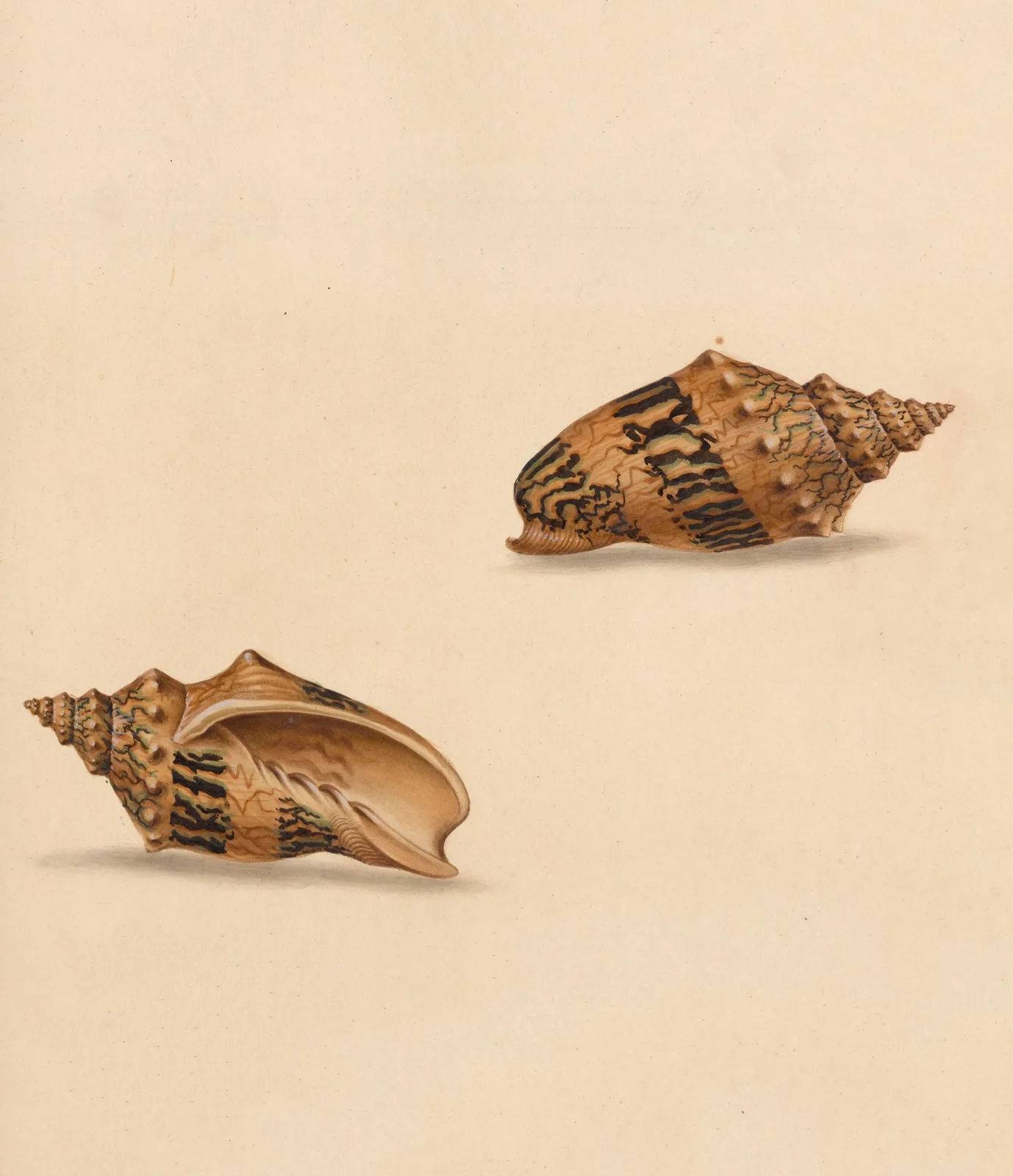 The universal conchologist Pl.53 av Thomas Martyn