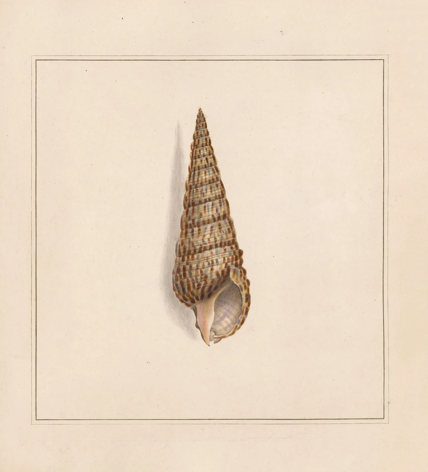 The universal conchologist Pl.58 av Thomas Martyn