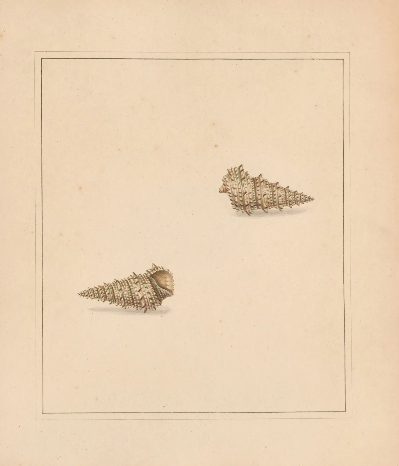The universal conchologist Pl.59 av Thomas Martyn