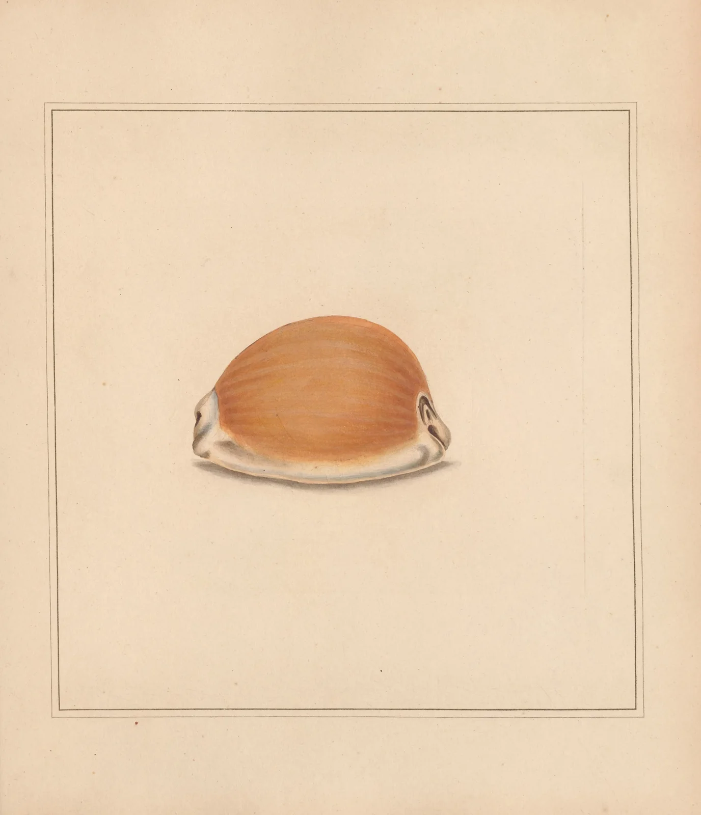 The universal conchologist Pl.60 av Thomas Martyn