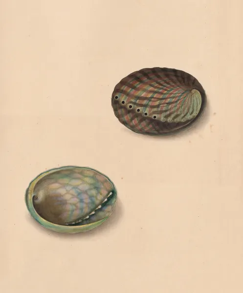 The universal conchologist Pl.62 av Thomas Martyn