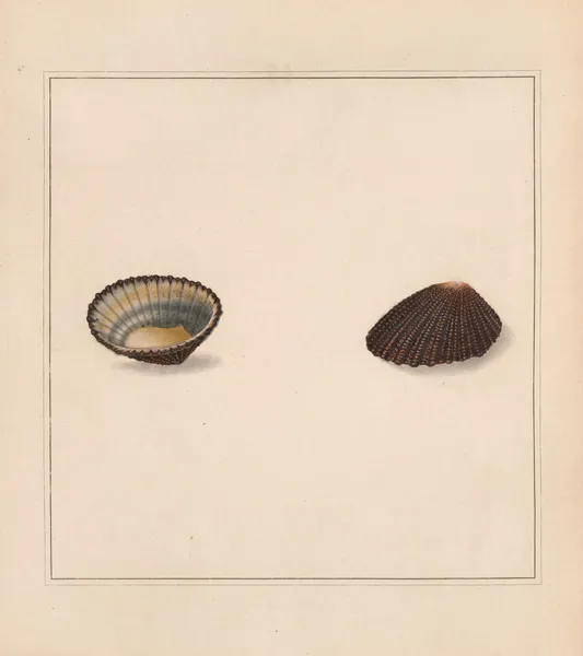 The universal conchologist Pl.66 av Thomas Martyn