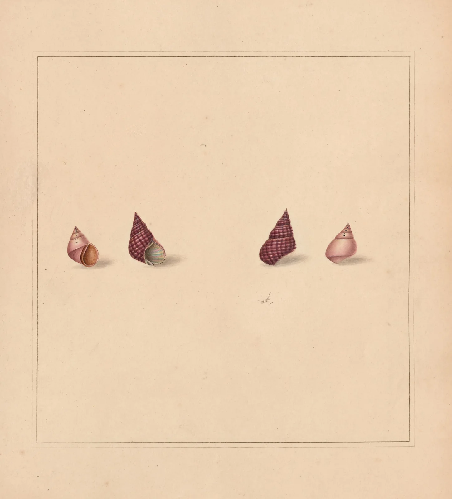 The universal conchologist Pl.69 av Thomas Martyn
