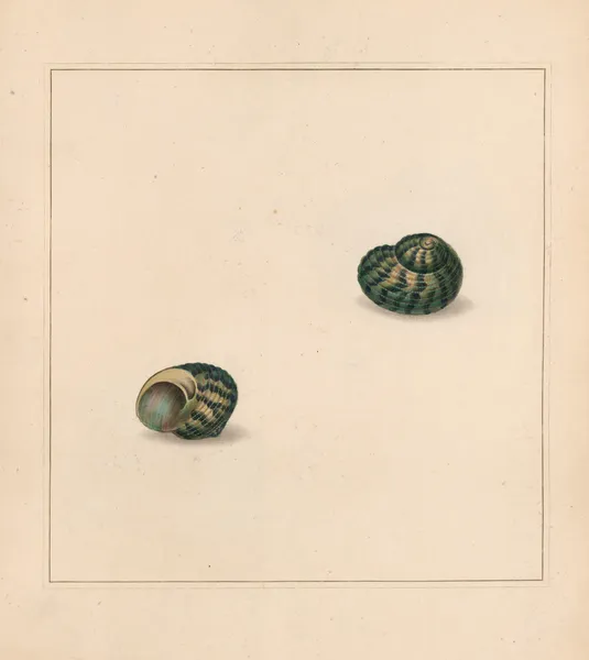 The universal conchologist Pl.71 av Thomas Martyn
