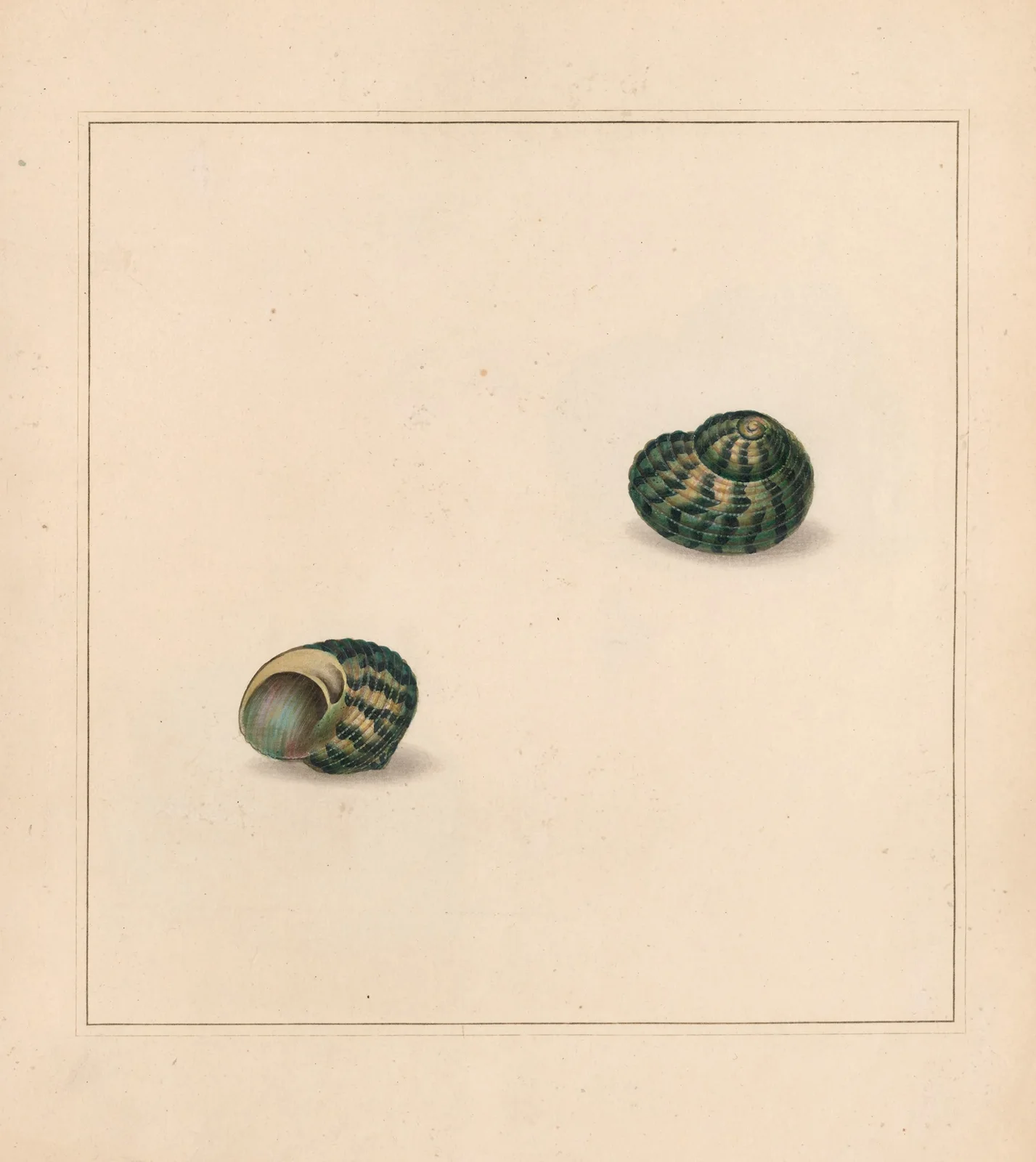 The universal conchologist Pl.71 av Thomas Martyn