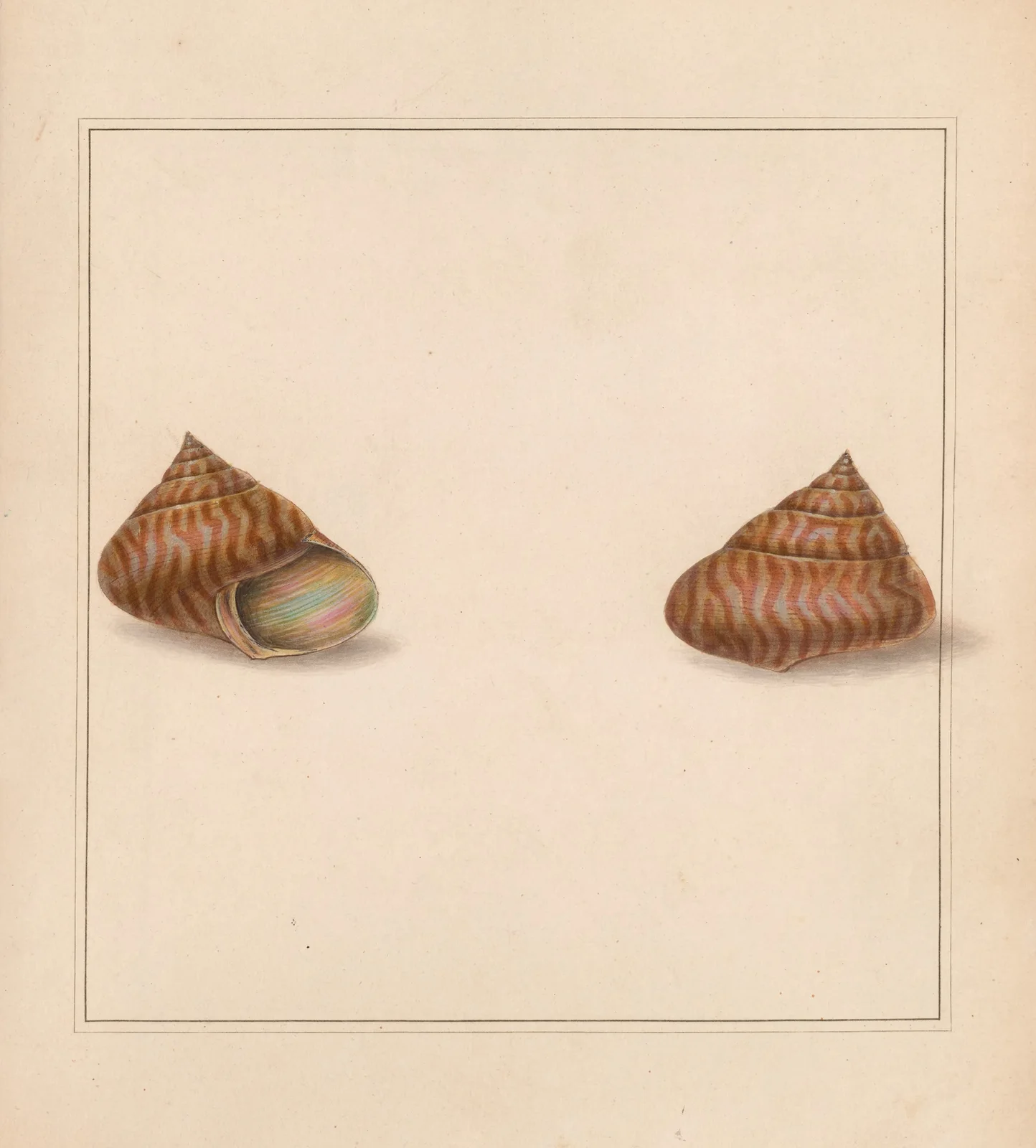 The universal conchologist Pl.76 av Thomas Martyn