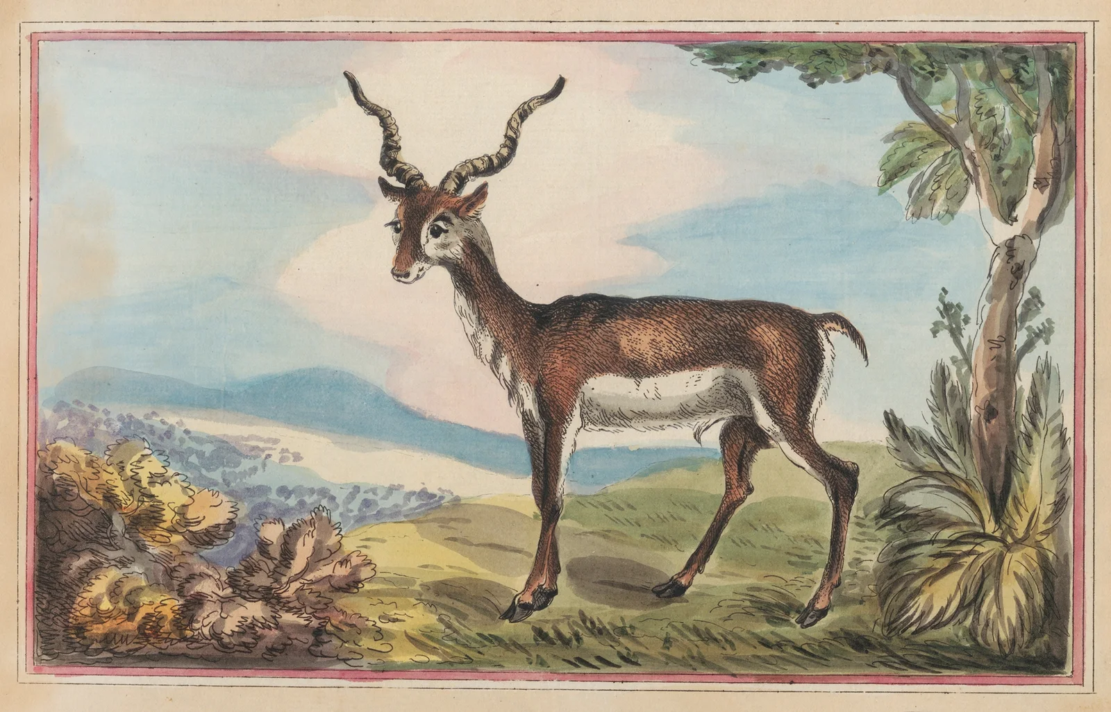 The Antelope av Thomas Rowlandson