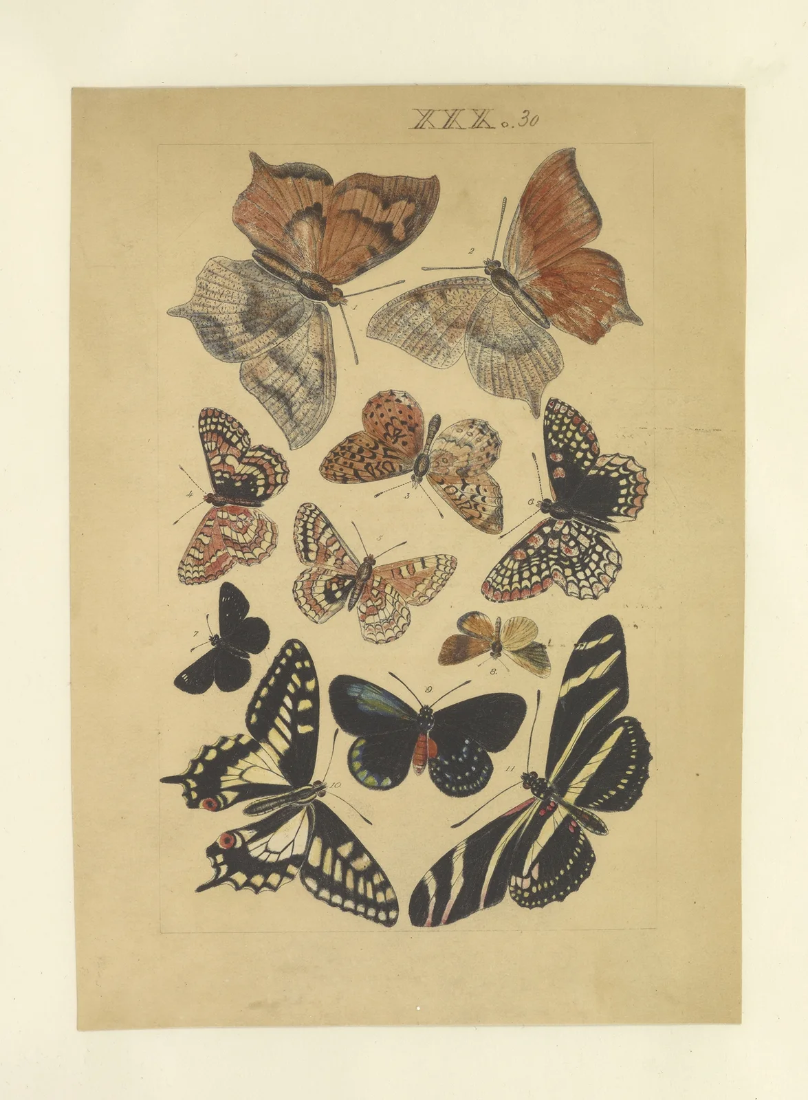 Lepidoptera Pl.030 av Townend Glover