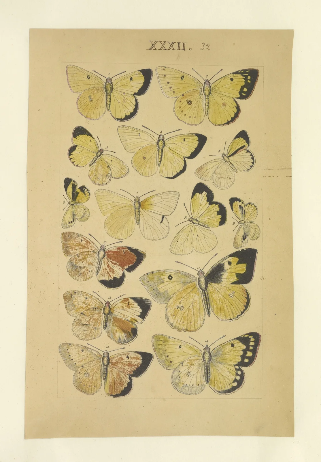 Lepidoptera Pl.032 av Townend Glover