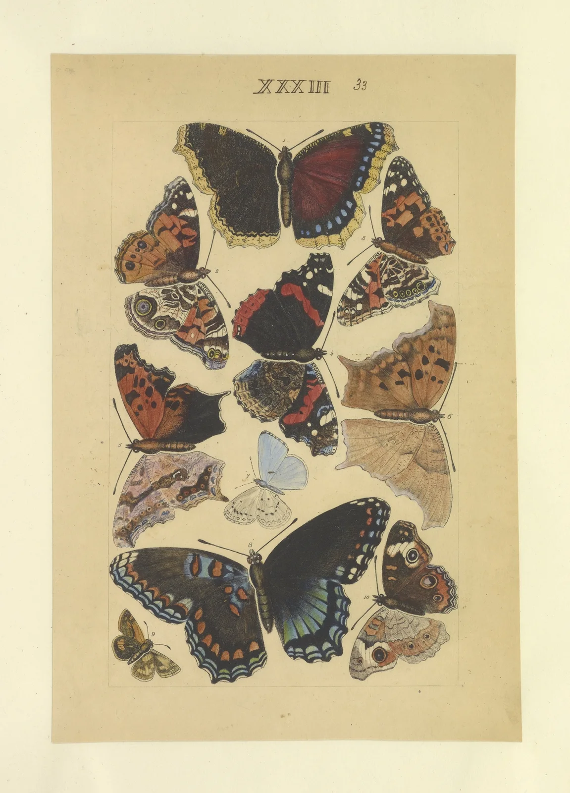 Lepidoptera Pl.033 av Townend Glover
